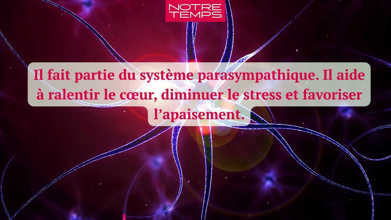 Nerf vague - le chef d’orchestre de votre digestion