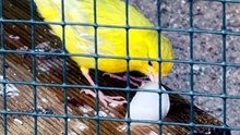 Canicule : des glaçons pour rafraîchir les oiseaux de la Volière des Petits Oiseaux ! film by Jean-Claude Guerguy