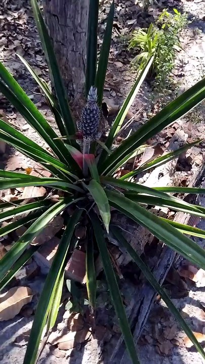 É abacaxi  ou ananas