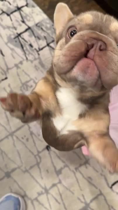 French Bulldog Strikes Adorable Pose in Tiny Ballerina Outfit