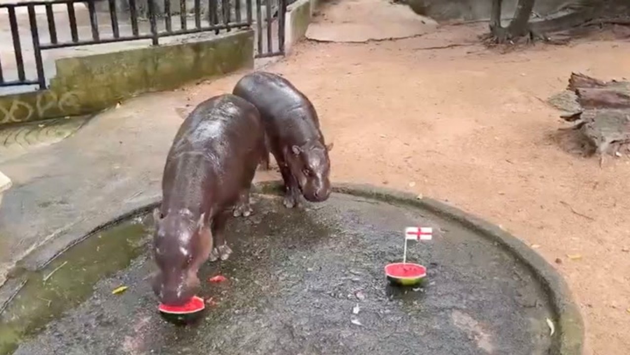 Moo Deng predicts England v Argentina result ahead of World Cup semi-final