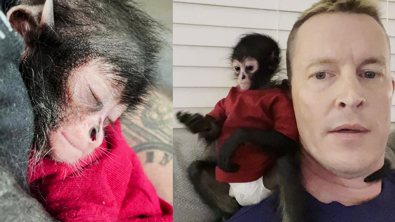 Heartwarming Rescue: Tennessee Man Nurtures Spider Monkey Like Family