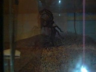 ma theraphosa blondi qui essai de grimper a la vitre mdr