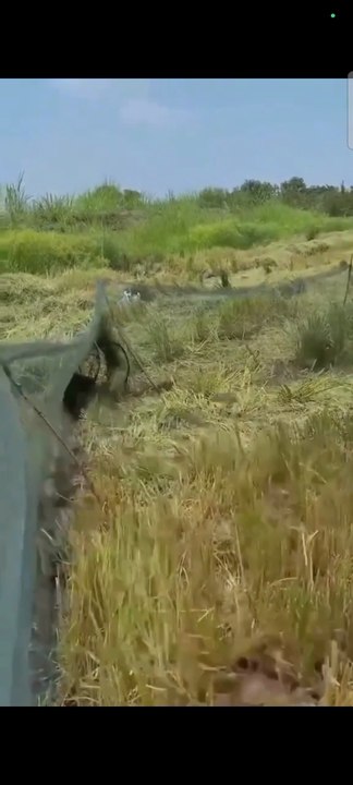 (Catchy/Curious): Teamwork in the Fields! Catching Pests During the Rice Harvest 🌾🐀