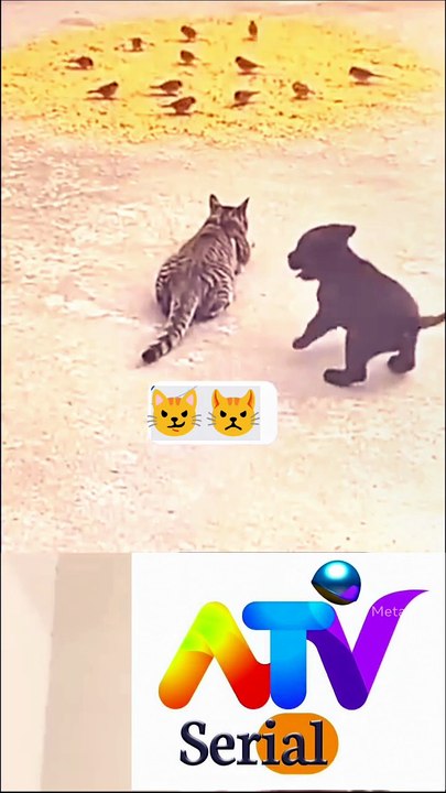 Cat's Perfect Hunt Plan Failed in Seconds 😺 Plan Failed | Funny Cat