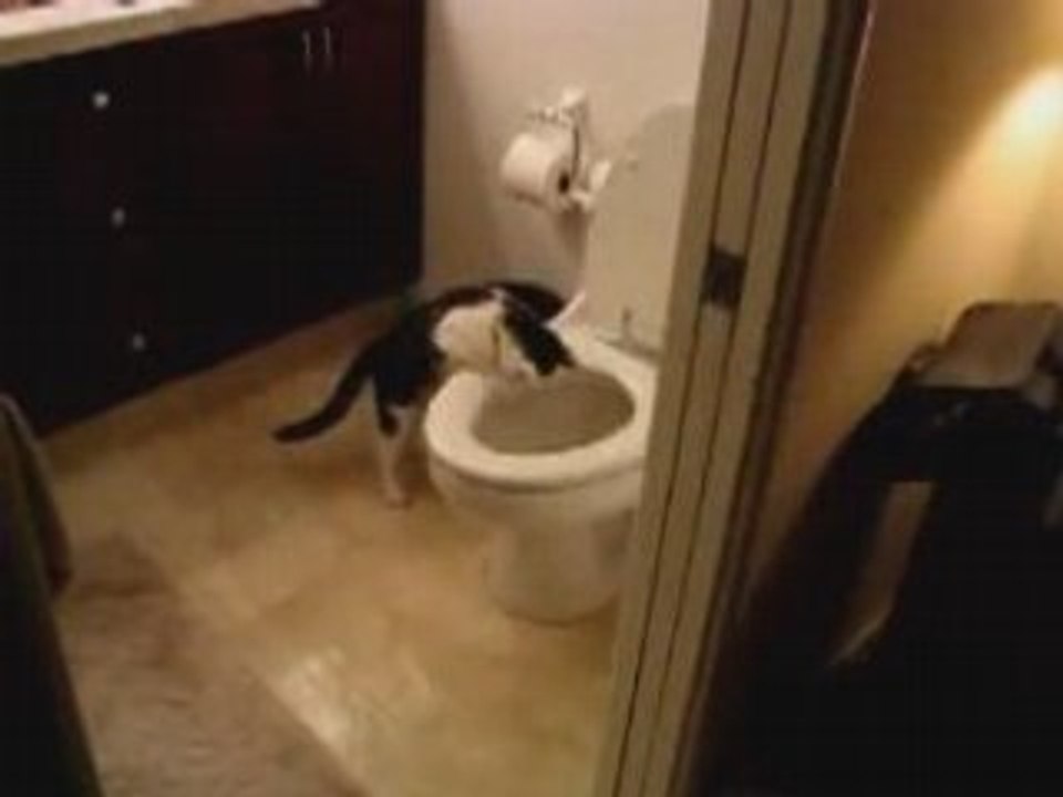Chat : jeu aux toilettes