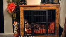 Pug kingdom bulletin