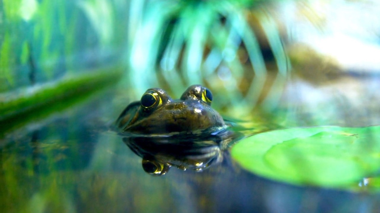 A closer look: female frogs fake deaths to dodge persistent suitors