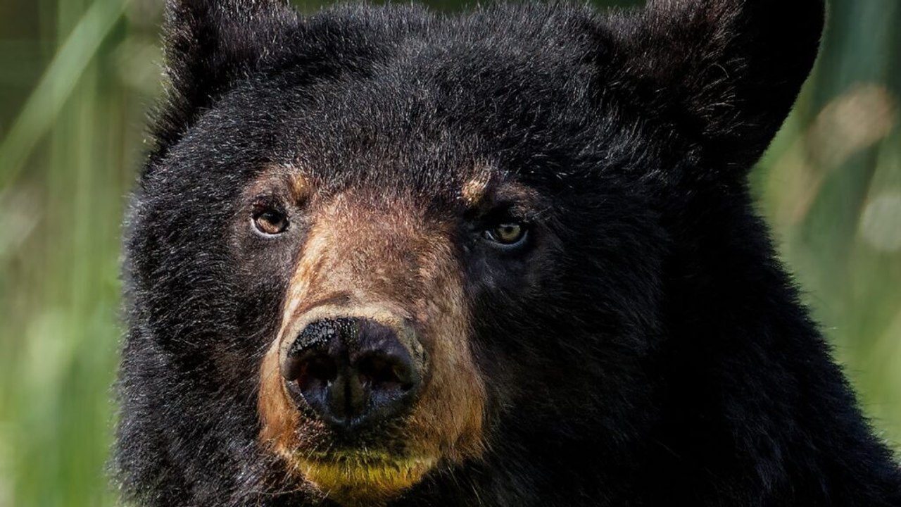 9 Reasons Black Bears Are Thriving in America