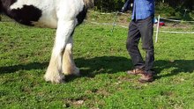 My Horse picking up my hat.