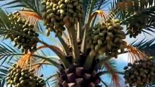 An AI video clip