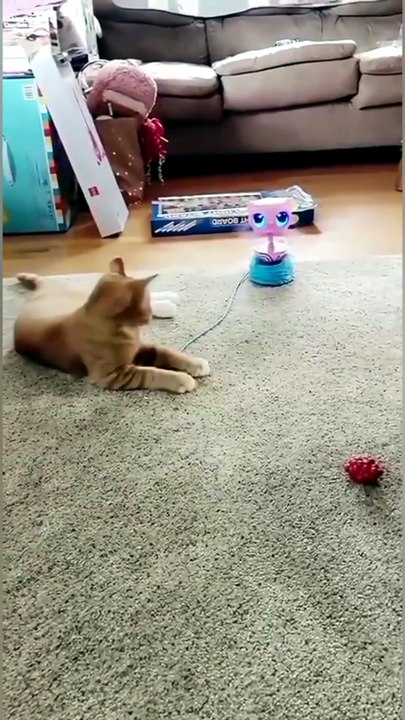 CatReaction ScaredyCat
