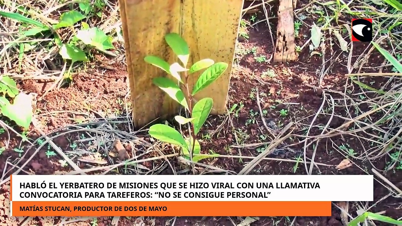 Habló el yerbatero de Misiones que se hizo viral con una llamativa convocatoria para tareferos