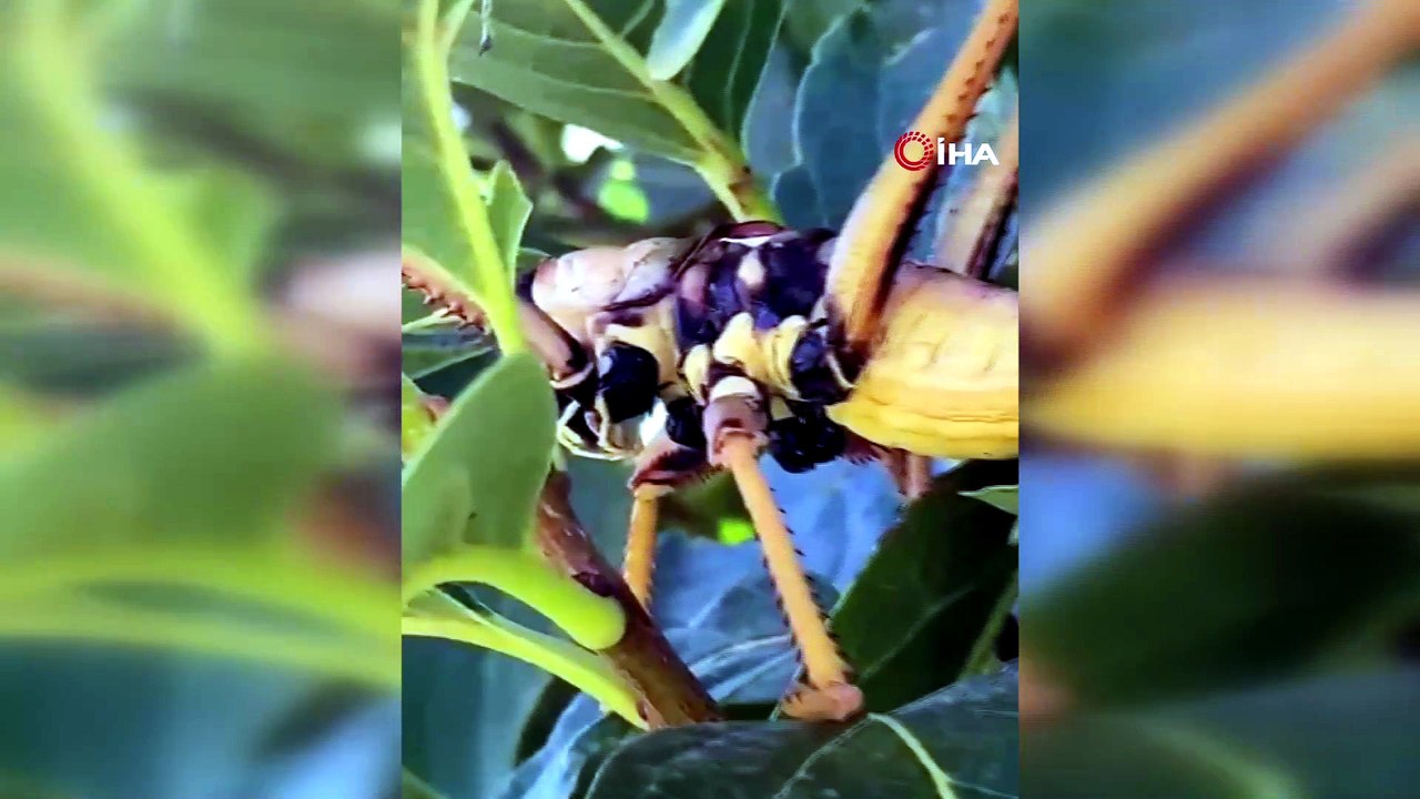 Batman'da etçil çekirge görüntülendi