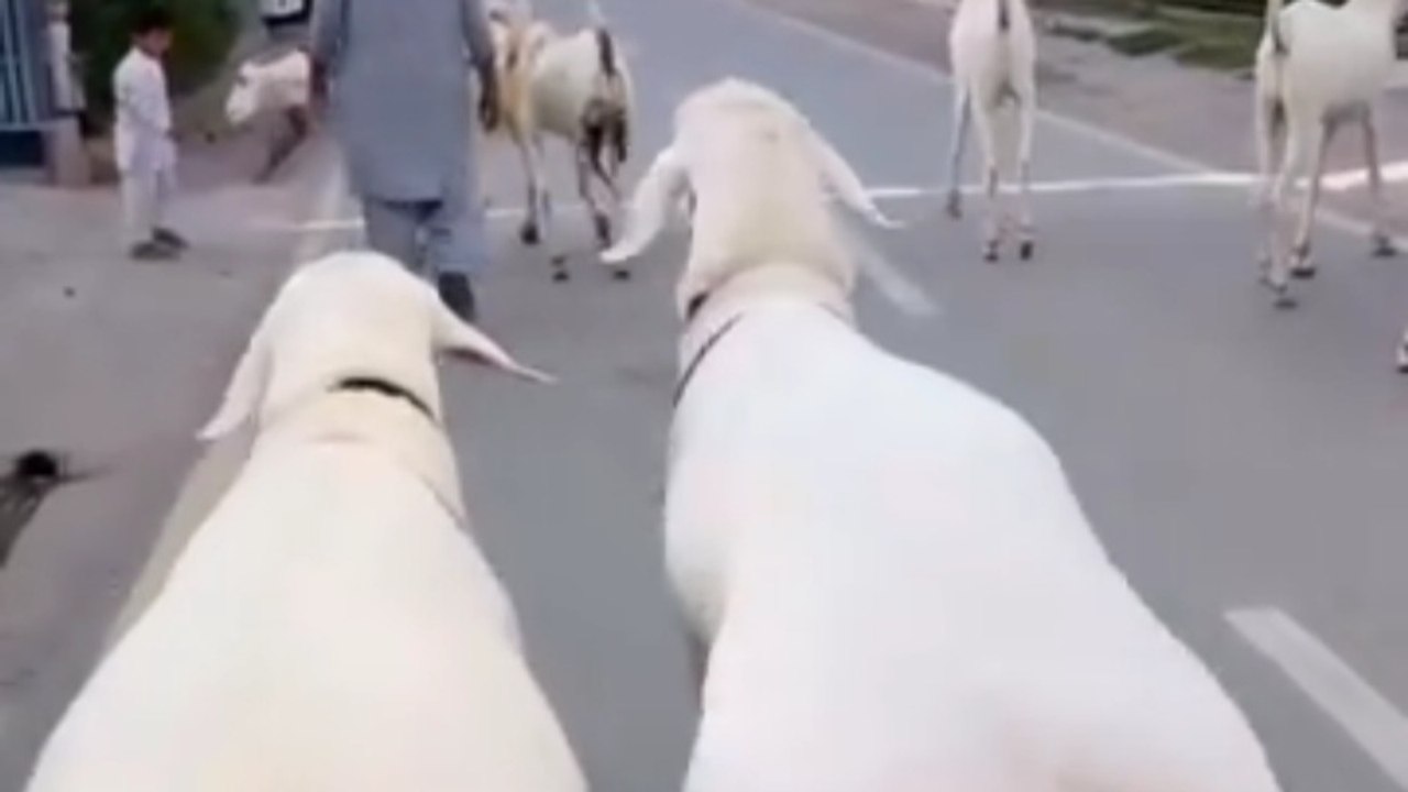 क्या आप जानते हैं कि दुनिया में सबसे ज़्यादा मट...