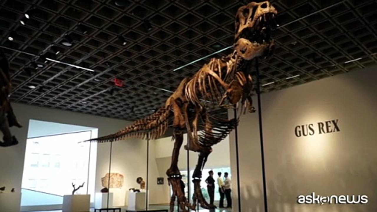 Lo scheletro di T-Rex più prezioso al mondo? Si chiama Gus e vale 43 milioni di dollari