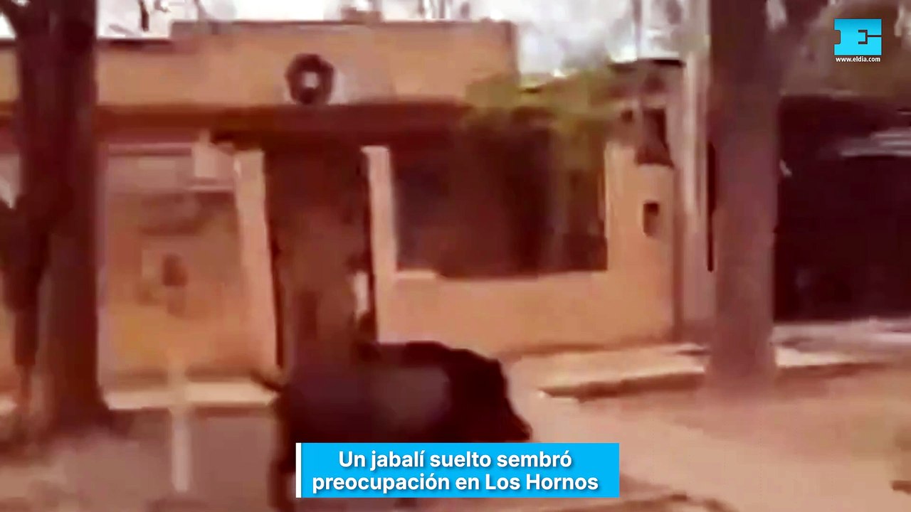 Un jabalí suelto sembró preocupación en Los Hornos