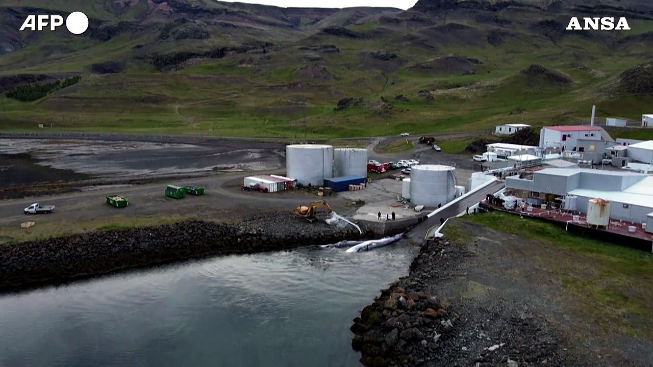 Uccise le prime balene in Islanda dal 2023, riprende la caccia commerciale