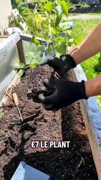 Graines de tomates greffées : on peut les récupérer ? #potager #tomate #graine #Jardinage