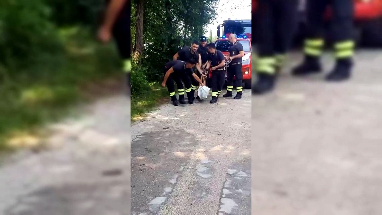 I vigili del fuoco salvano un capriolo finito nel Ledra