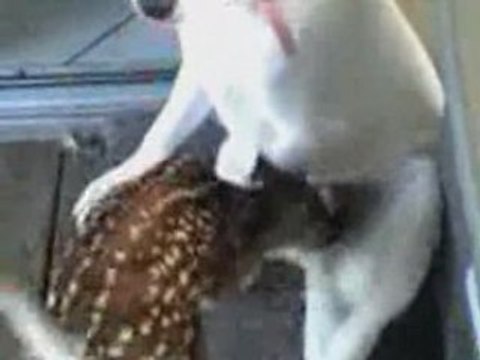 Dog Feeds Deer