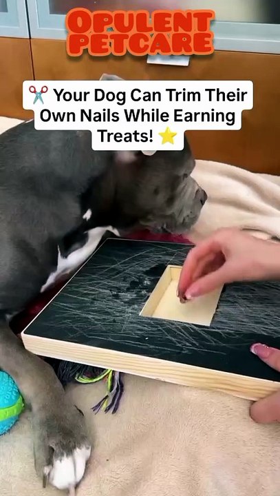 Wooden Dog Nail File Scratch Board – Interactive Treat Reward Grooming Toy