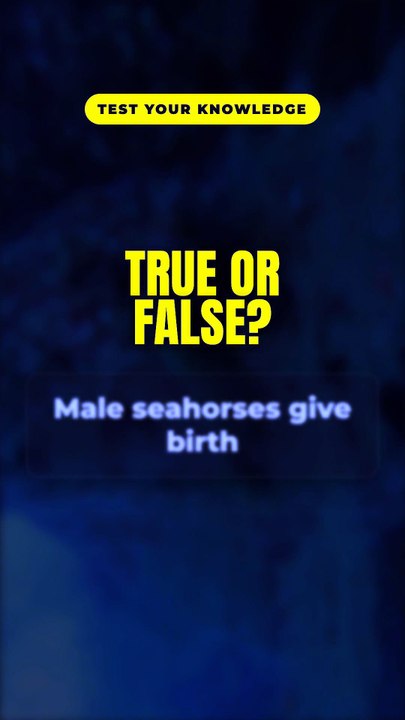 The DAD seahorse gives birth 🐴