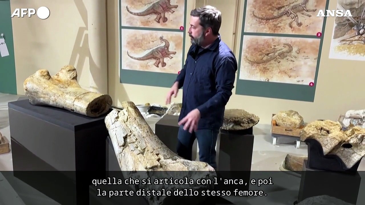 Le ossa di un Camarasaurus di 20 metri in mostra in Francia