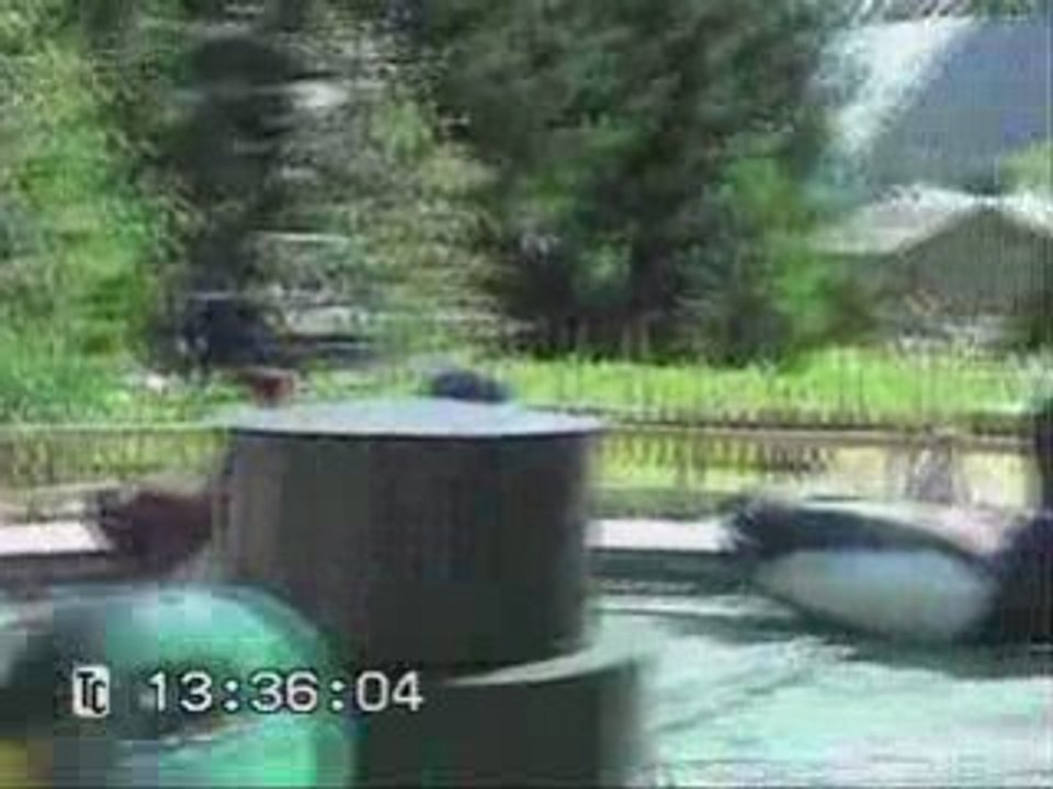 La ronde des canards
