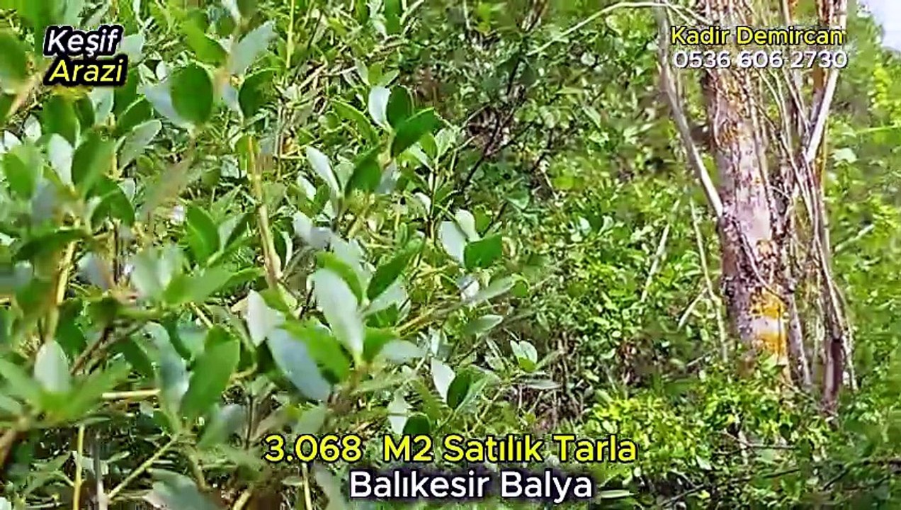 3.068 m2 Orman İçi Satılık Tarla. Balıkesir Balya.
