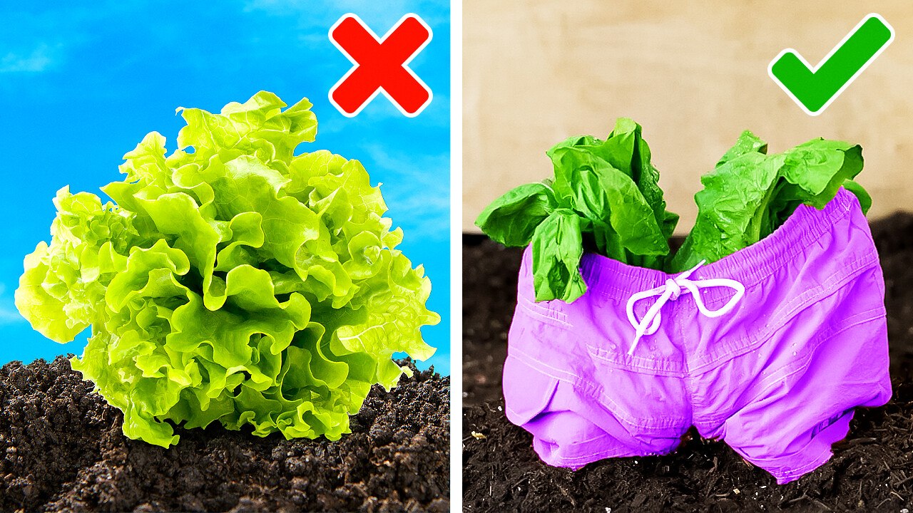 Creative Gardening Hacks to Grow Plants Anywhere