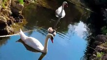 Cygnes, mer rubis, Forêt, Goélands