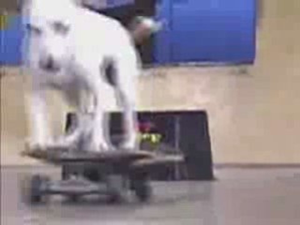 chien qui fait de la ramp!!! lol