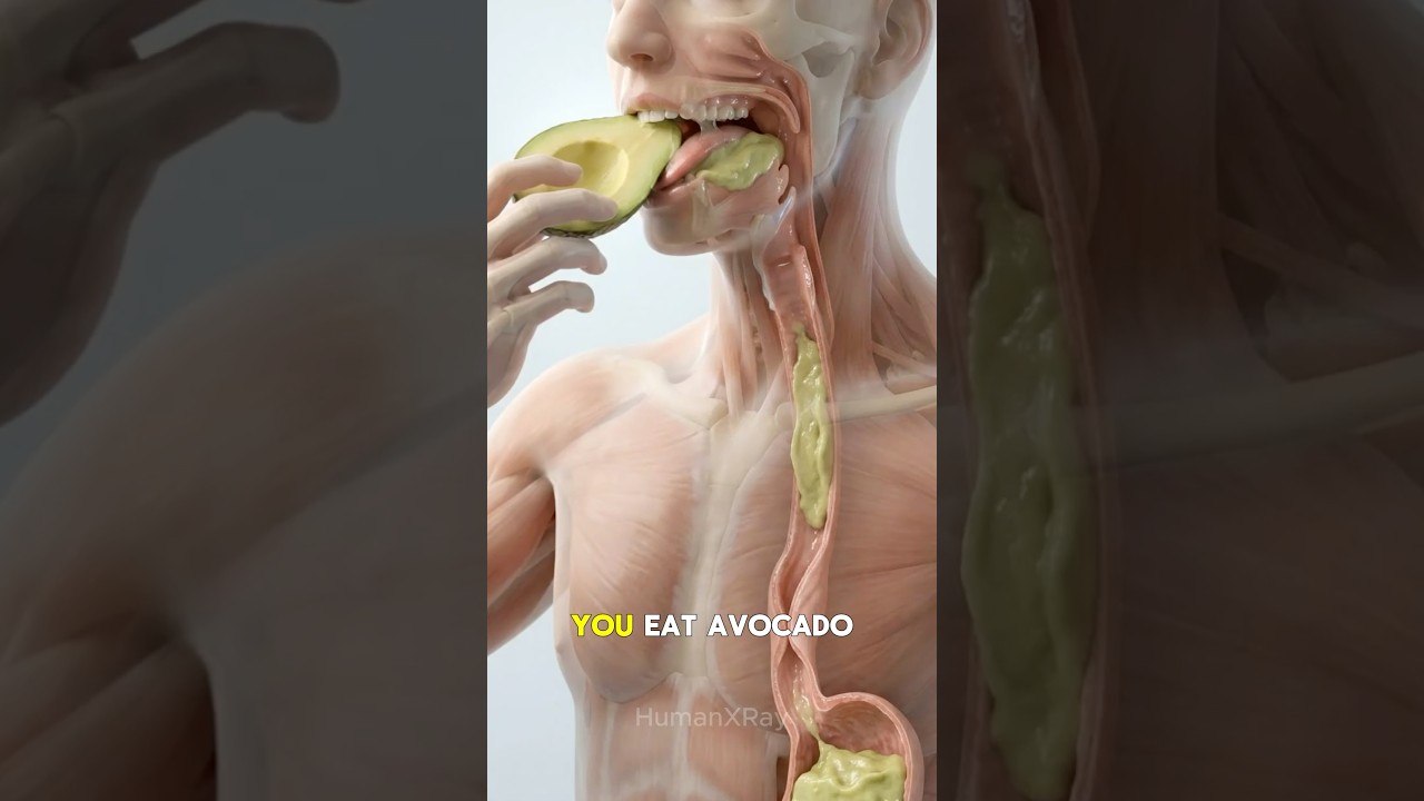 You Eat Avocado… This Is What Happens Inside Your Body