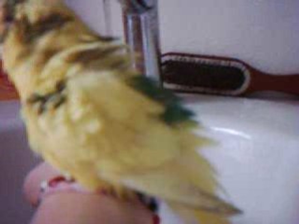 Wellensittich duscht sich im Waschbecken