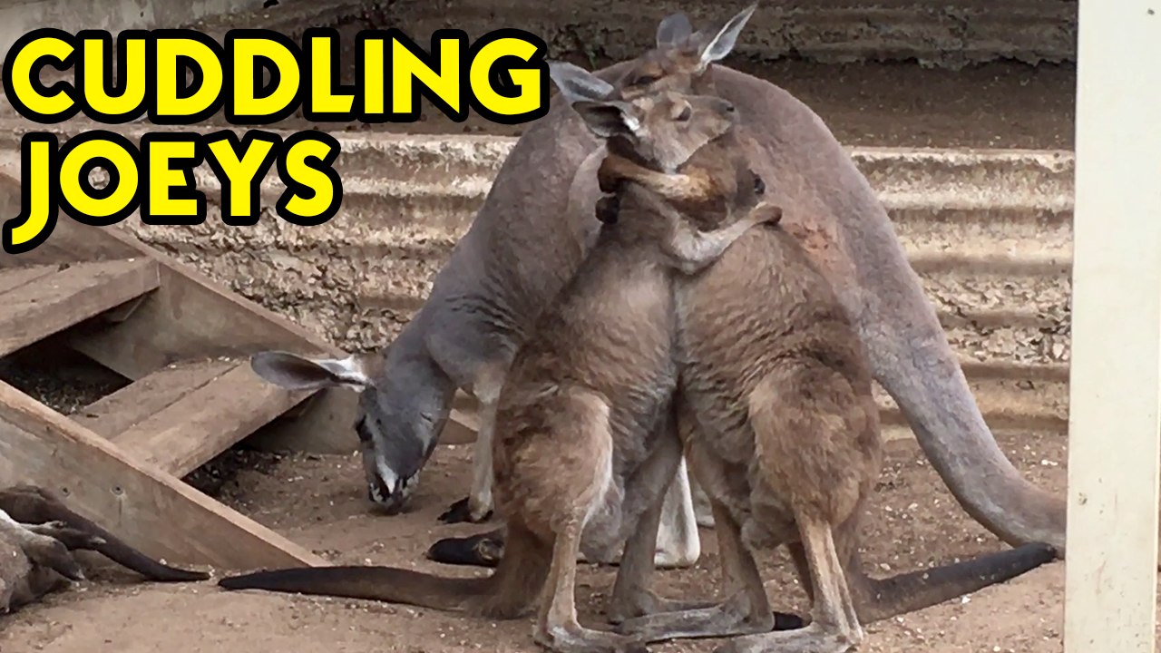 Heartwarming Bonding Moments of Orphaned Kangaroo Joeys