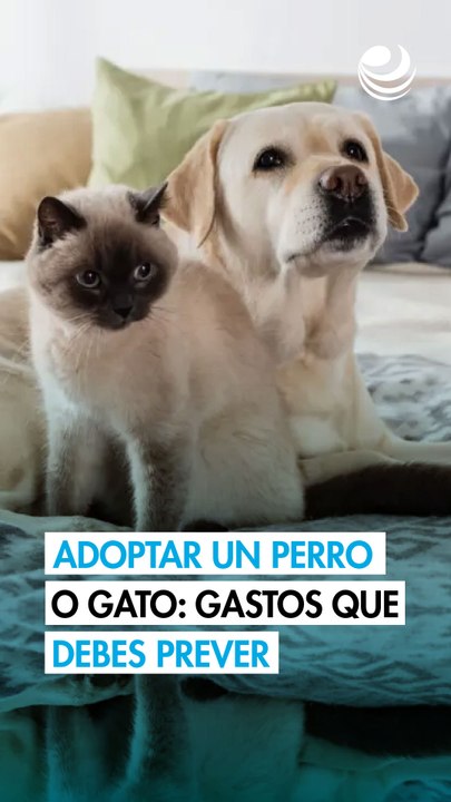 Adoptar un perro o gato: 3 tipos de gastos que debes planear para cuidar tu bolsillo