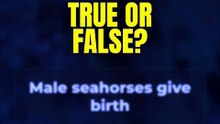 True or False? Male seahorses give birth 🤔