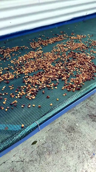 Se adelanto la cosecha del cafe