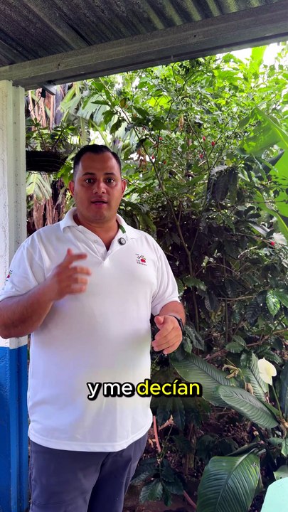 plantas con cafe maduro