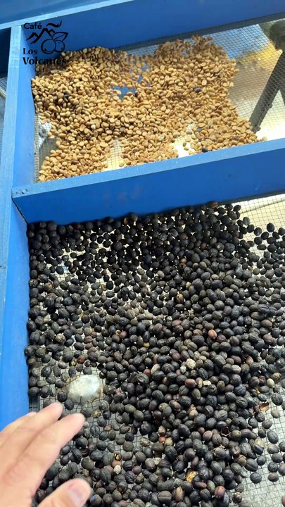 proceso del cafe natuaral a cafe en verde sin tost