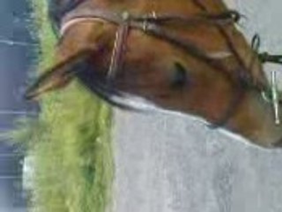 Balade vers la fôret retour