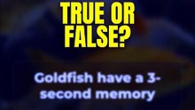 True or False? Goldfish have a 3-second memory 🤔