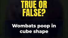 True or False? Wombats poop in cube shape 🤔