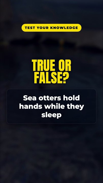 Sea Otters