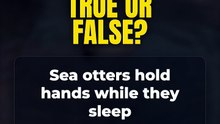 True or False? Sea otters hold hands while they sleep 🤔