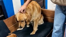 The Golden Retriever Played Everyone 😂🐶