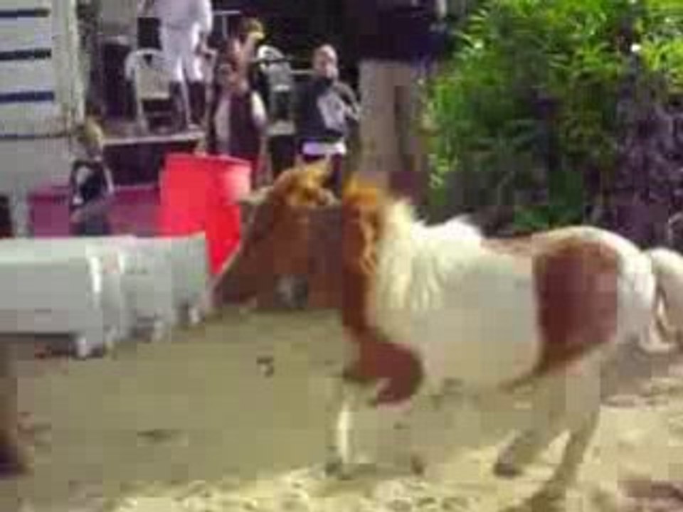 la sortie des poneys
