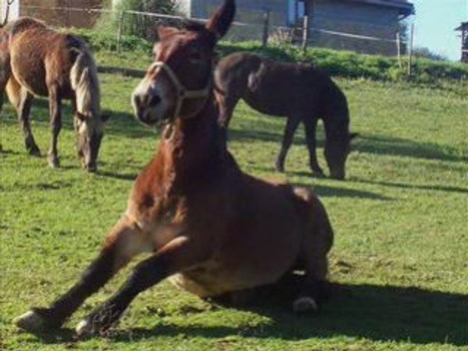 pour les amoureux des chevaux