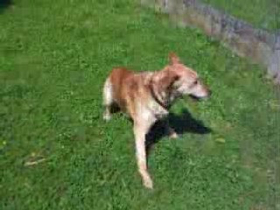 Roucky se roulant dans l'herbe
